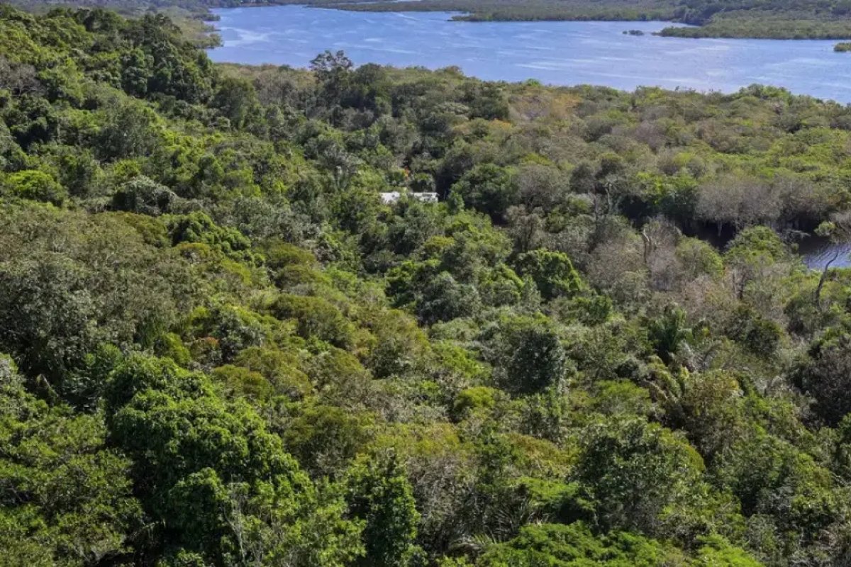 Amazônia perdeu 52 milhões de hectares em 40 anos, aponta MapBiomas