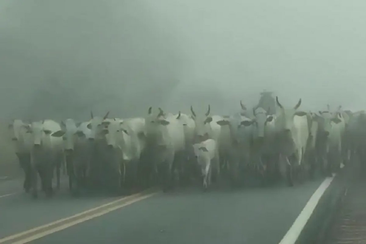 Vídeo: boiada ocupa BR-101 durante forte neblina e provoca bloqueios de vias 
