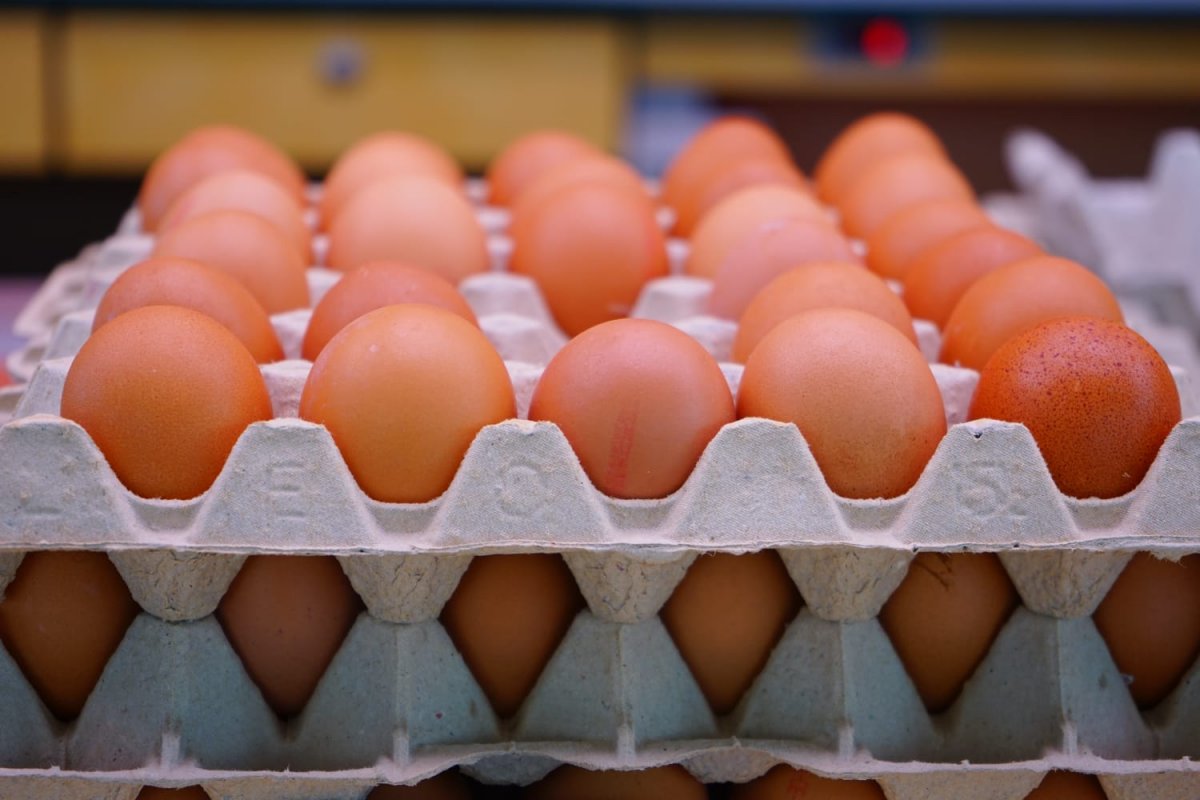 Preço do ovo pode cair no mercado brasileiro; entenda o principal motivo