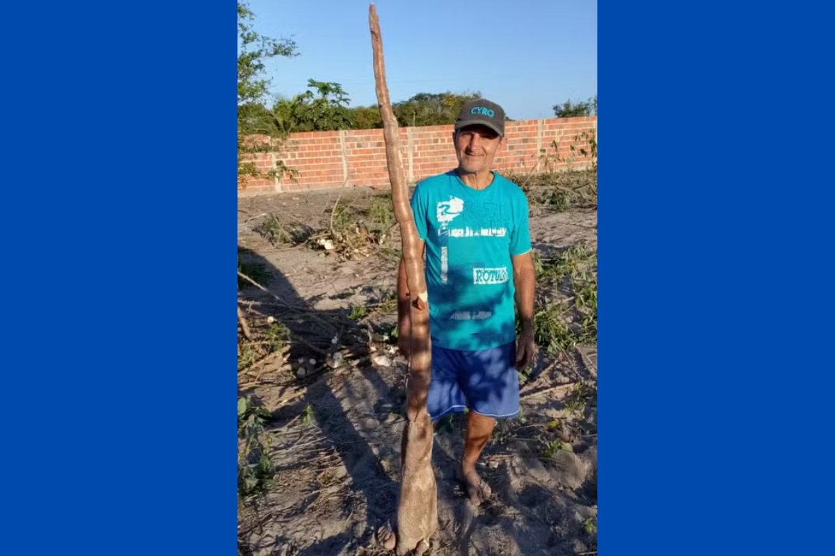Vídeo: agricultor colhe mandioca de cerca de 2 metros no interior da Bahia