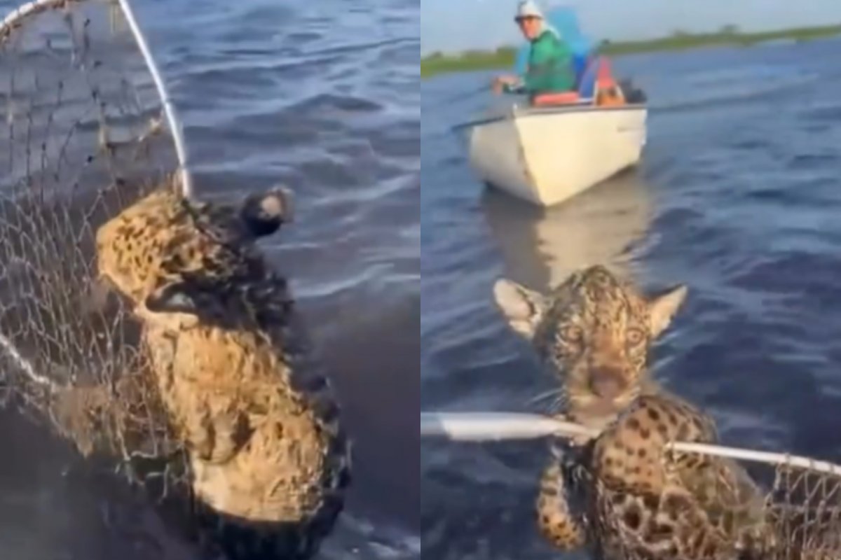 VÍDEO: Pescador "fisga" filhote de onça perdido da mãe e o ajuda a atravessar rio no Pantanal