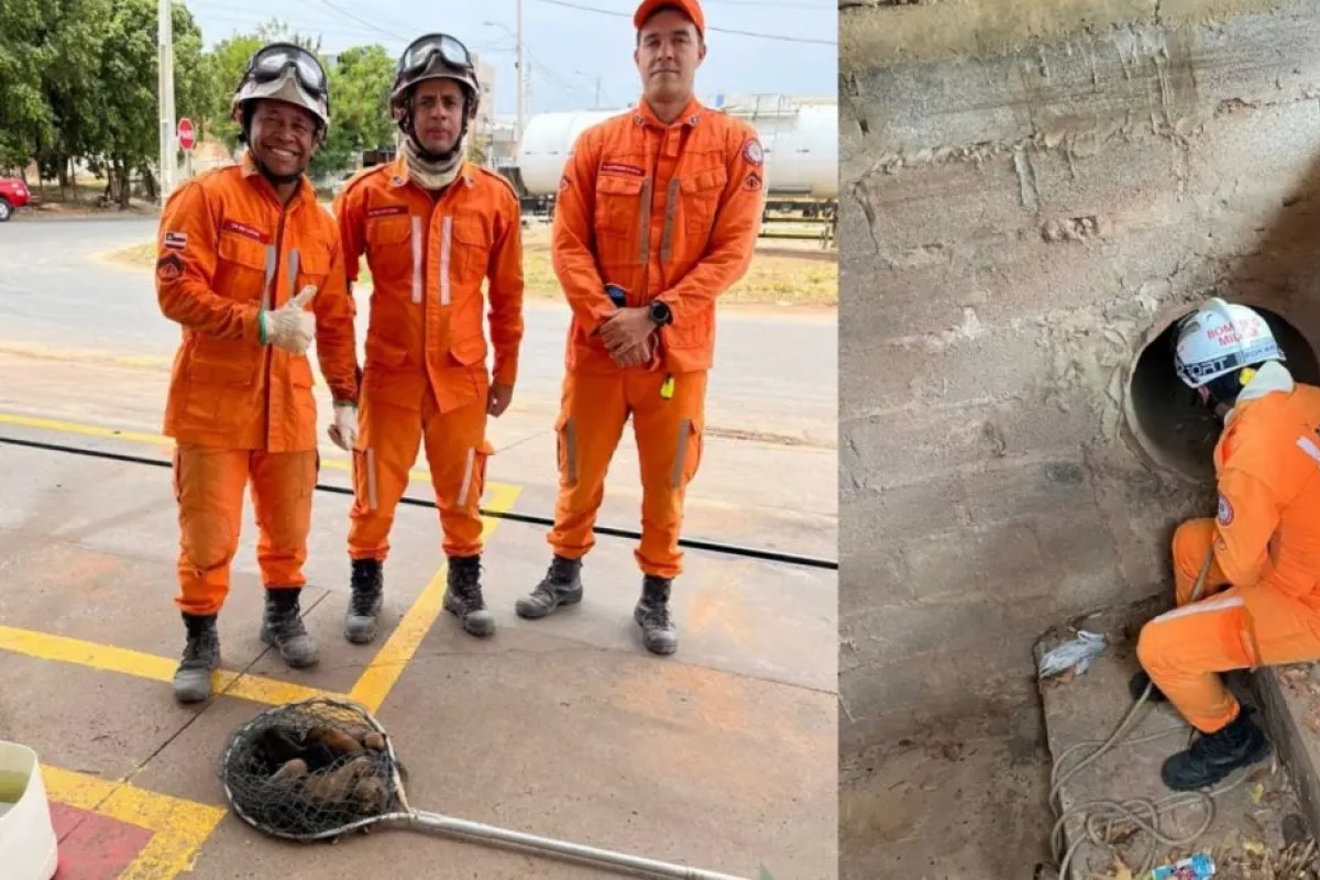 Bombeiros resgatam nove filhotes de cachorros em galeria pluvial na Bahia