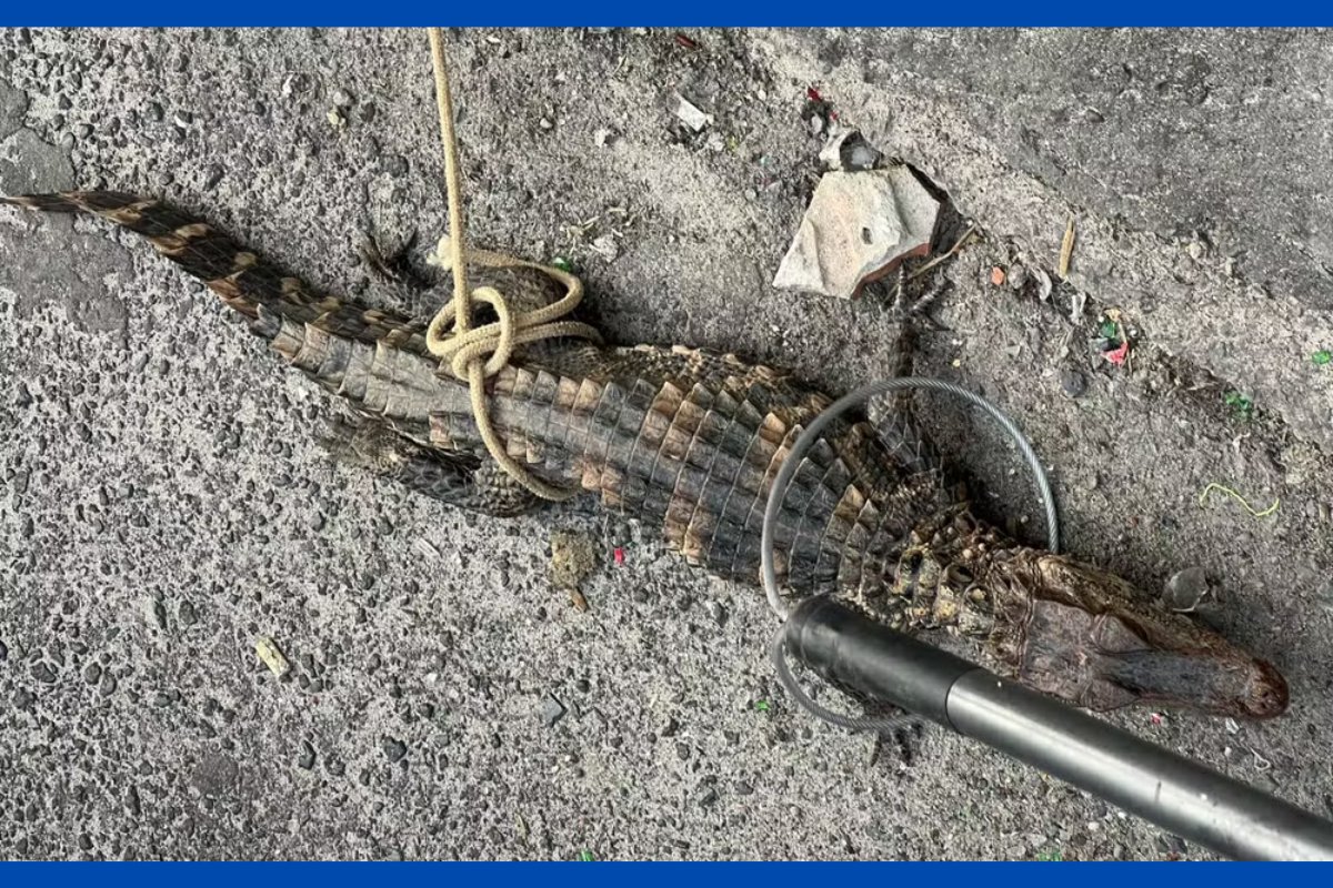 Jacaré-anão que seria vendido ilegalmente é resgatado em bairro no subúrbio de Salvador