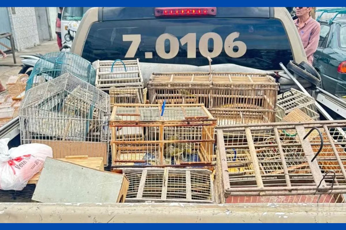 Nove pessoas são detidas suspeitas de tentar vender ilegalmente mais de 250 aves silvestres na Bahia