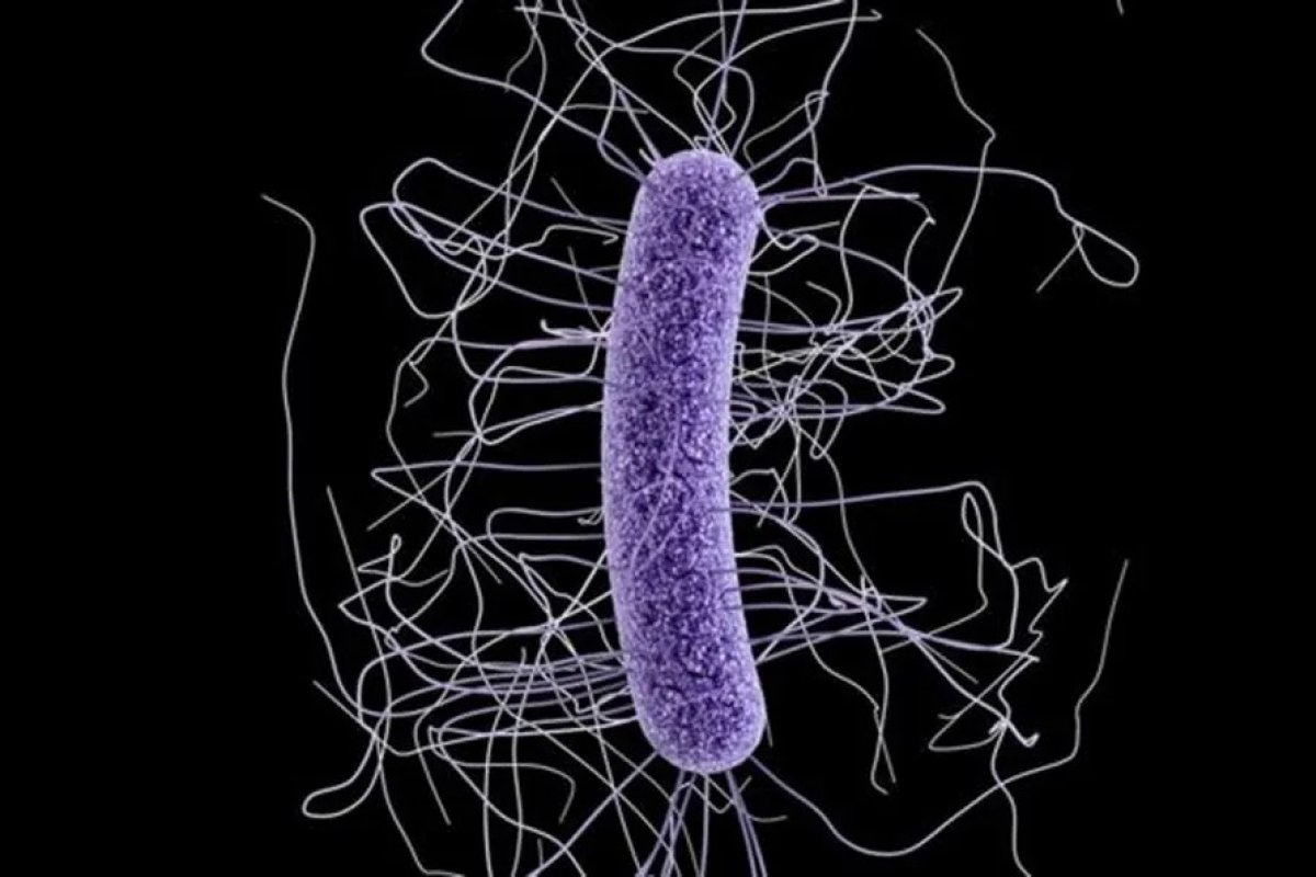ONU: Superbactérias resistentes a antibióticos podem superar mortes por câncer no mundo