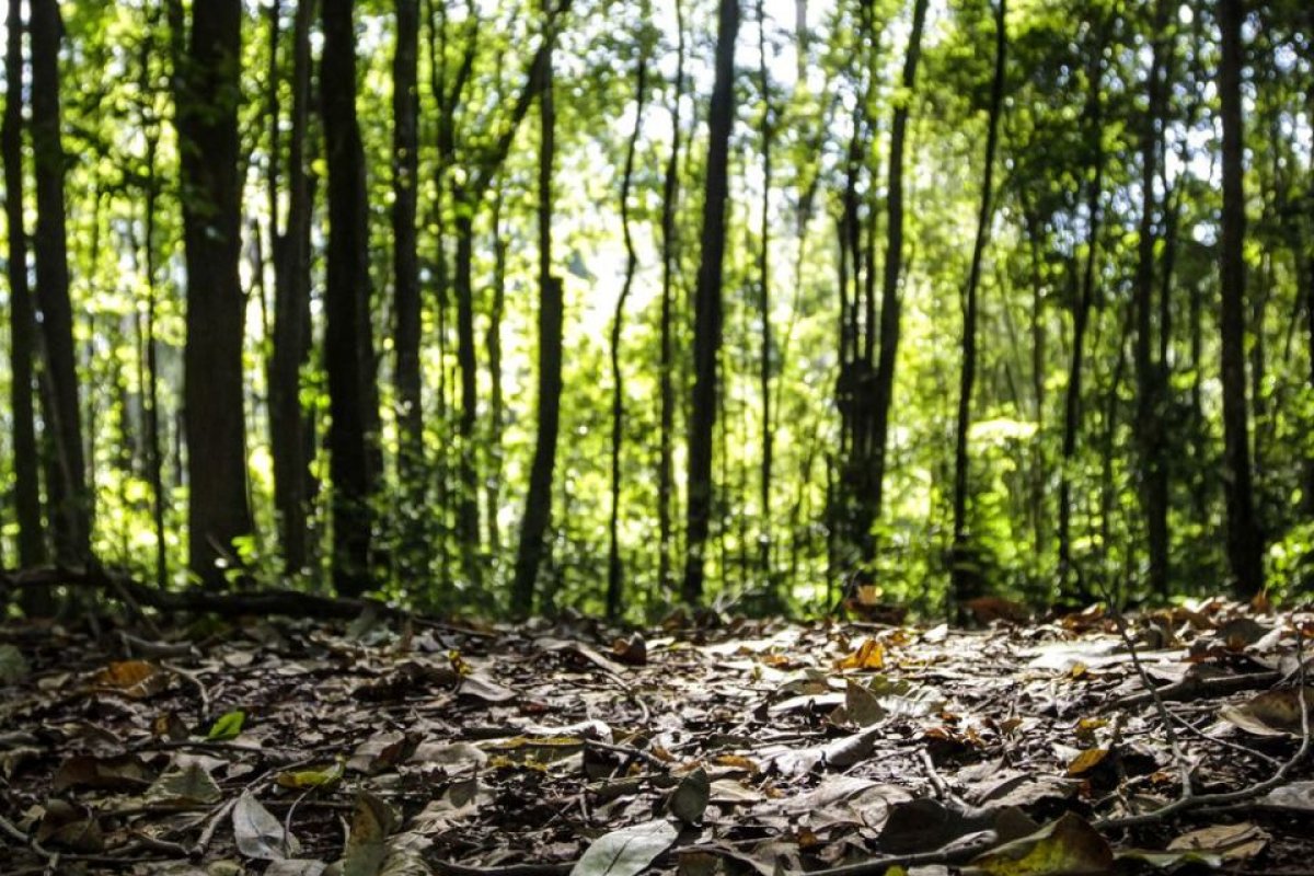 IBGE: Produção florestal baiana cresce 33,5% entre 2023 e 2024 e registra maior valor nos últimos 30 anos