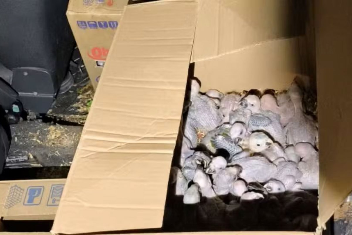 Motorista é preso em flagrante transportando 129 filhotes de aves ‘quase ameaçadas’ de extinção