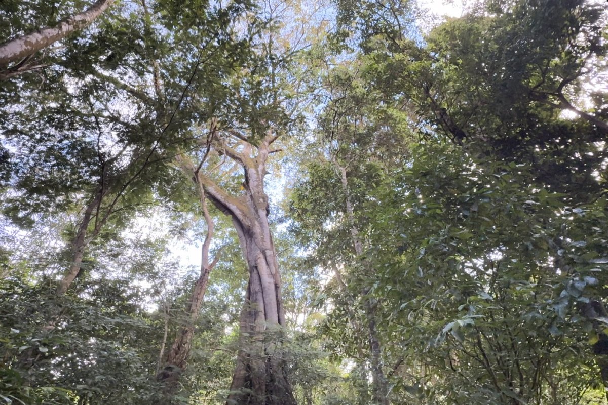 Ambientalista Mário Barila amplia viveiros de mudas nativas para fomentar o reflorestamento!