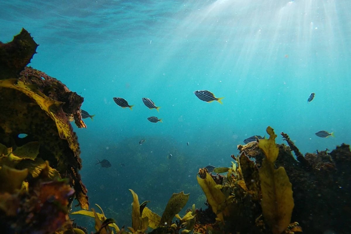 Mudança climática, perda de biodiversidade e poluição afetam todos os oceanos do mundo