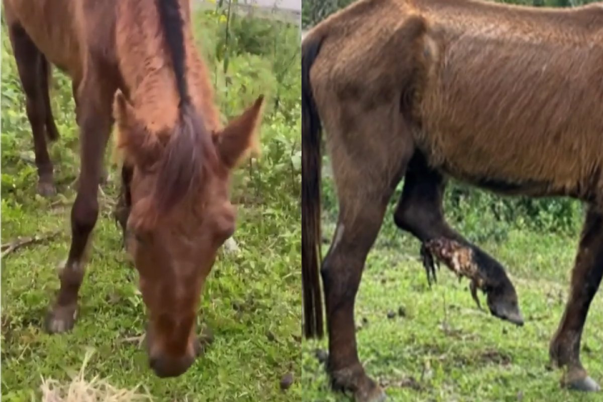 Cavalo com câncer de pele tem remissão da doença após uso de canabidiol 