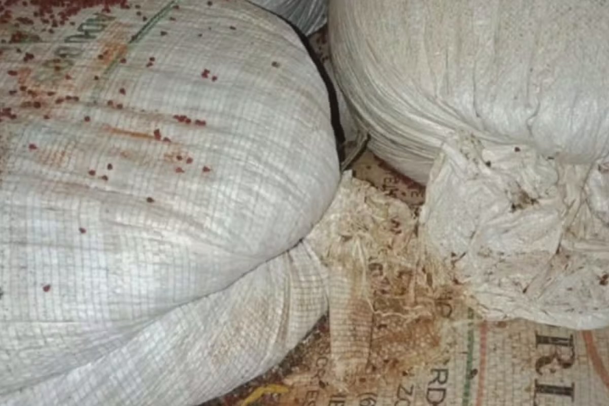 Fábricas clandestinas de temperos são fechadas na Bahia após fiscais encontrarem fezes de rato e lixos