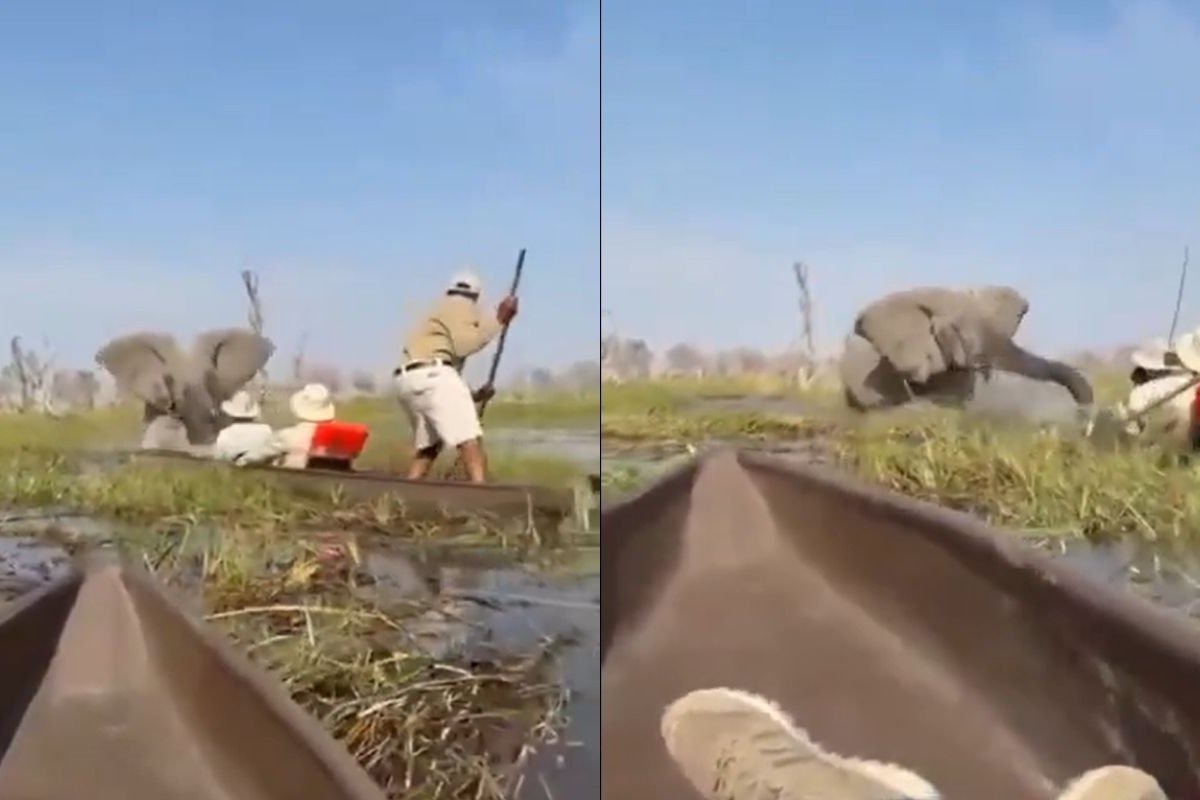 Vídeo: Elefante ataca grupo de turistas durante passeio de canoa em Botsuana 
