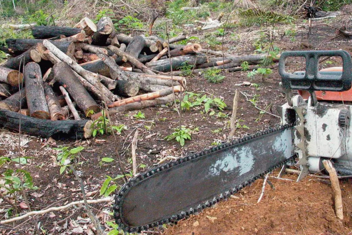 Desmatamento na Amazônia apresenta queda de 41% em agosto, aponta levantamento