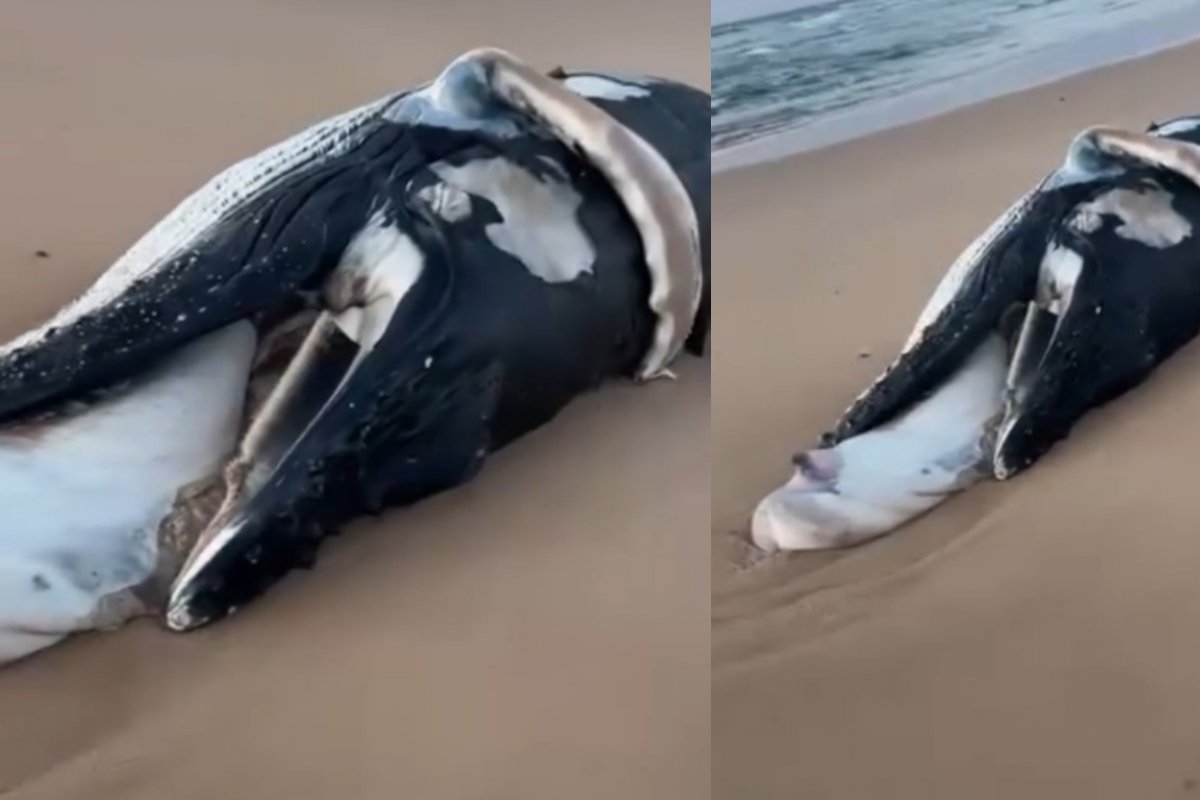 Vídeo: Filhote de baleia jubarte é encontrado morto em praia de Salvador