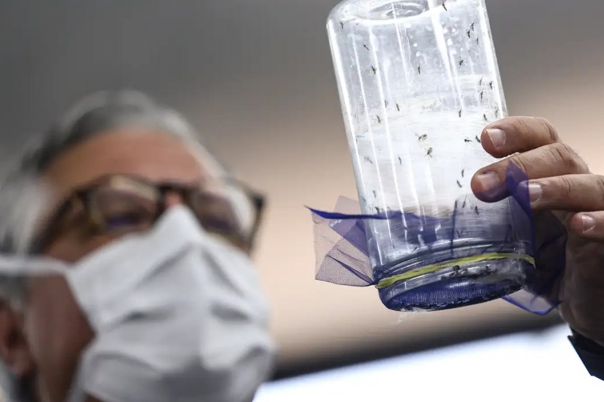 Nova fábrica em Campinas produzirá mosquitos para combater a dengue em larga escala