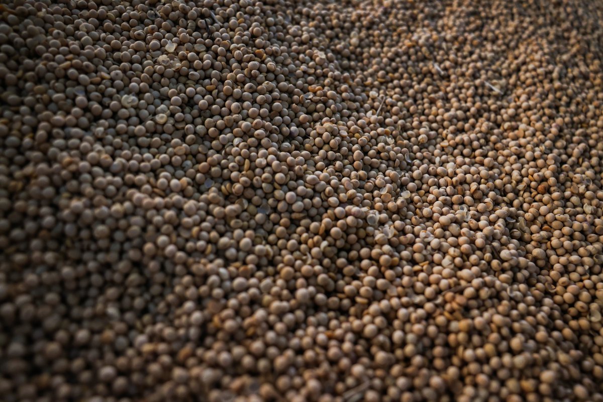 China congela compra de soja dos EUA e abre caminho para o Brasil