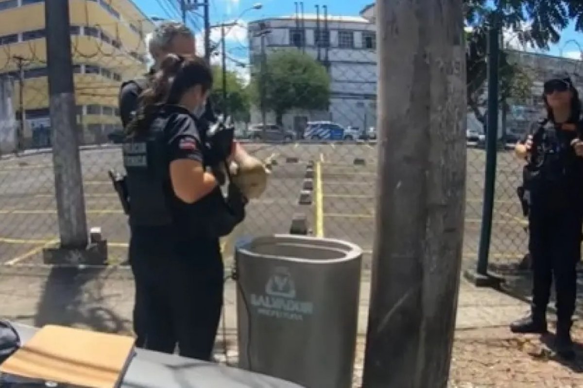 Crânio humano é encontrado dentro de lixo na região do Comércio