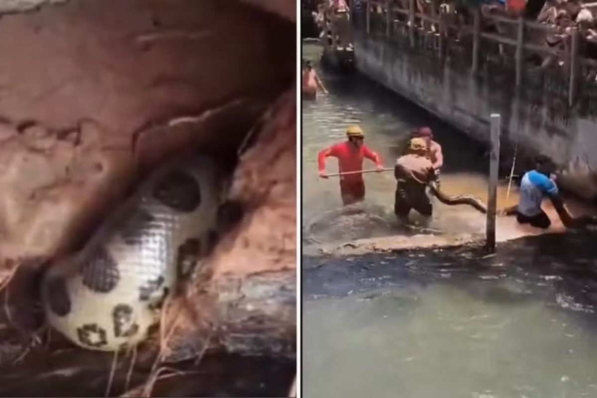 Vídeo: sucuri é encontrada em balneário de Rio Quente e assusta banhistas 