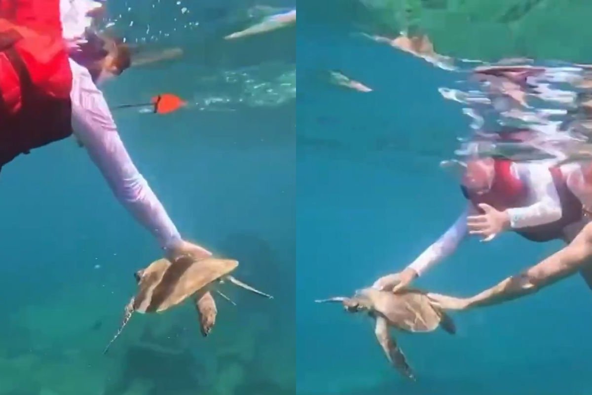 Vídeo: ICMBio multa em R$ 10 mil turista por tocar em tartaruga-marinha em Fernando de Noronha