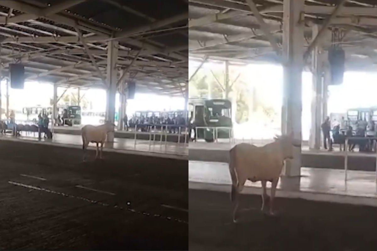 Vídeo: boi invade terminal de ônibus em Salvador