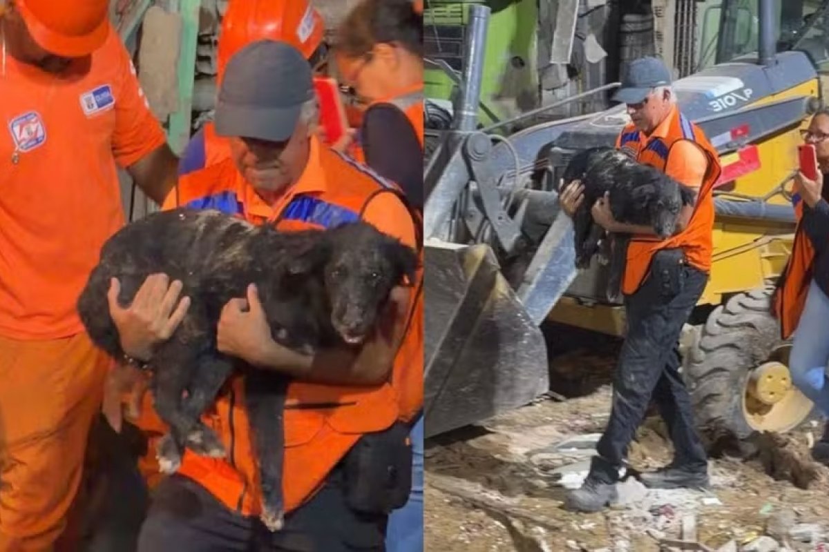 Cachorro é resgatado de escombros 35 horas após explosão que matou duas pessoas em Olinda