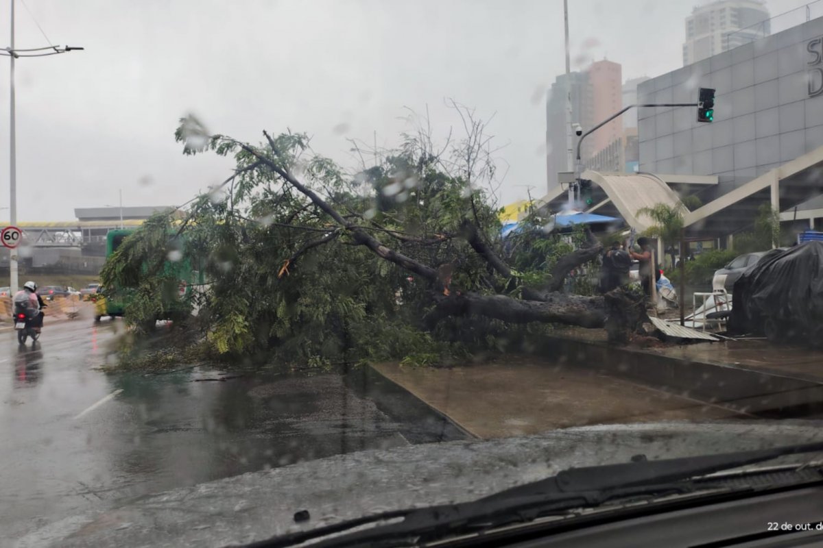 Vídeo: Árvore cai e atrapalha trânsito na Avenida ACM em Salvador