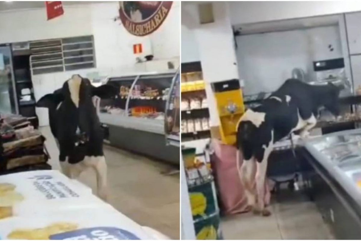 Vídeo: Boi invade supermercado em Minas e causa correria entre funcionários