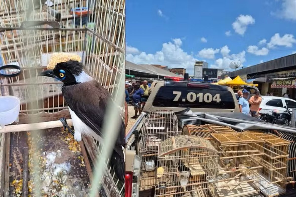 Dois homens são presos e 105 aves são resgatadas em feiras livres da Região Metropolitana de Salvador