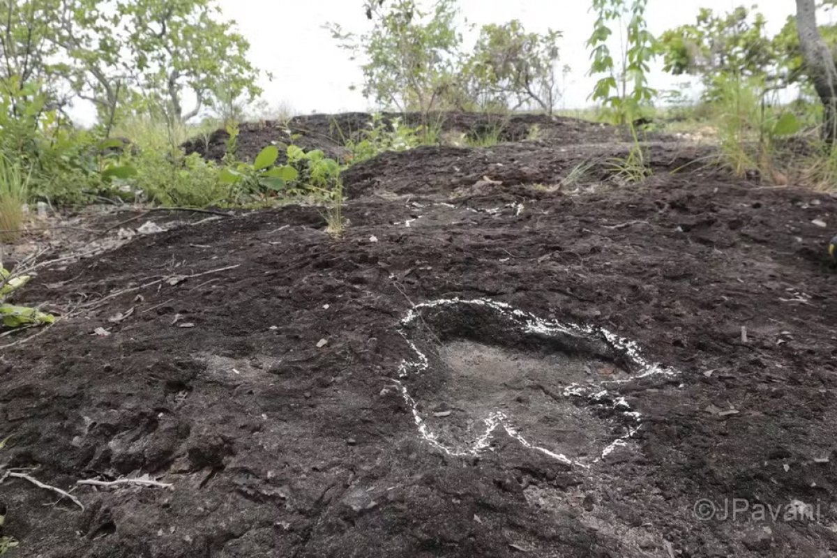 Pesquisa inédita descobre trilhas e pegadas de dinossauros de mais de 100 milhões de anos na Amazônia 