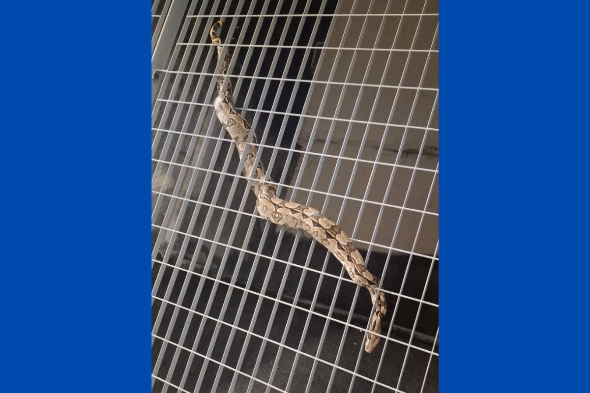 Jiboia é encontrada em estação de metrô de Salvador