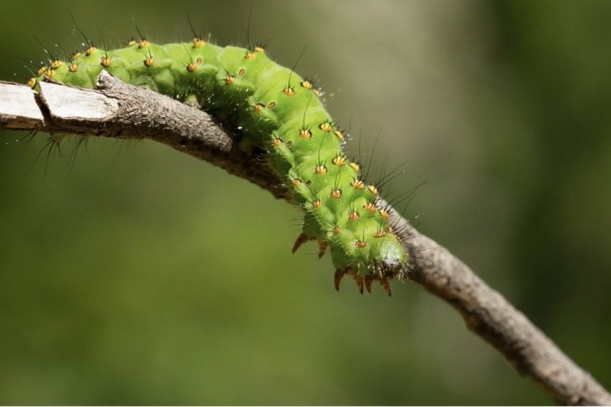 Crianças são principais vítimas de picada de lagartas venenosas; saiba como tratar! 