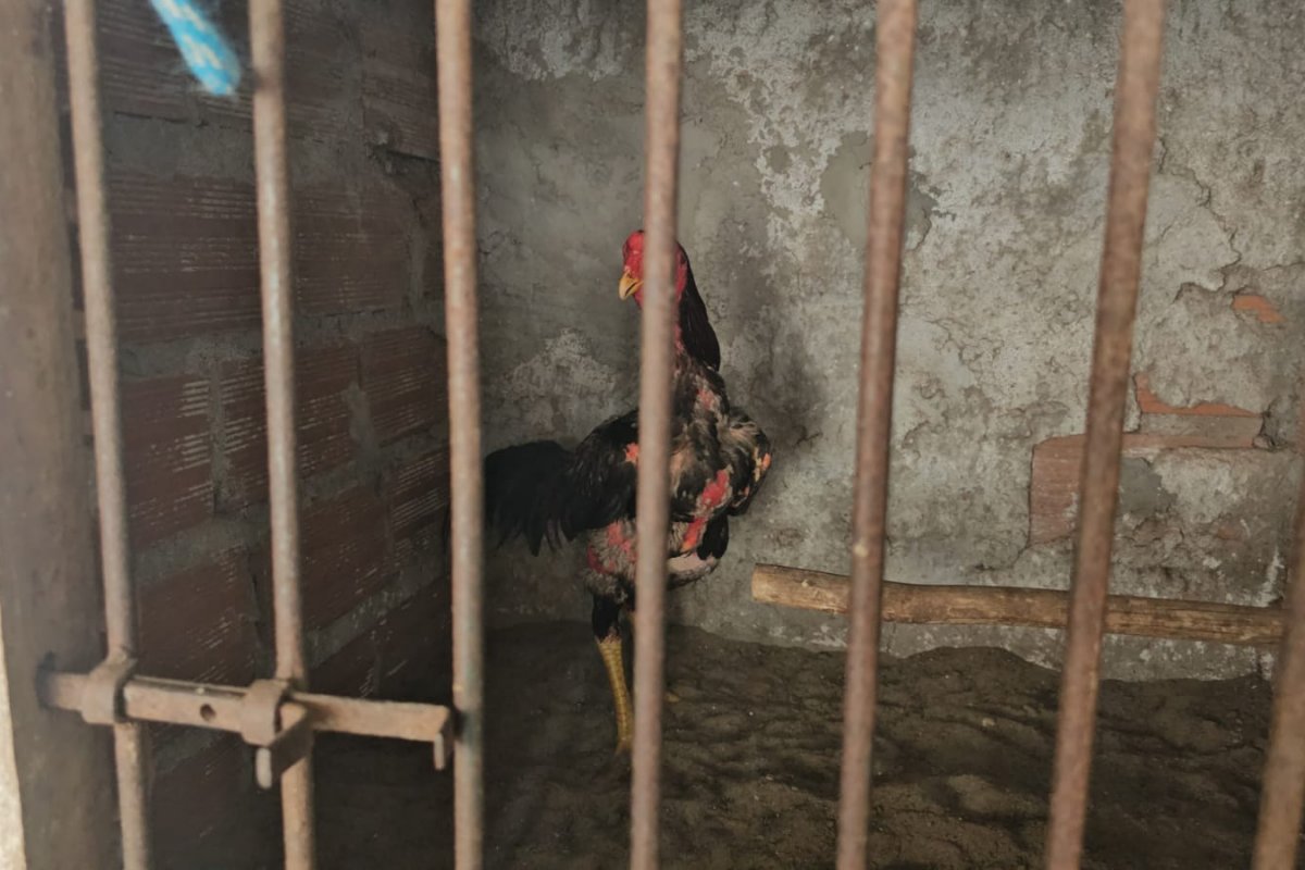 Dois homens são presos e galos são apreendidos durante Operação Carcará no Recôncavo Baiano