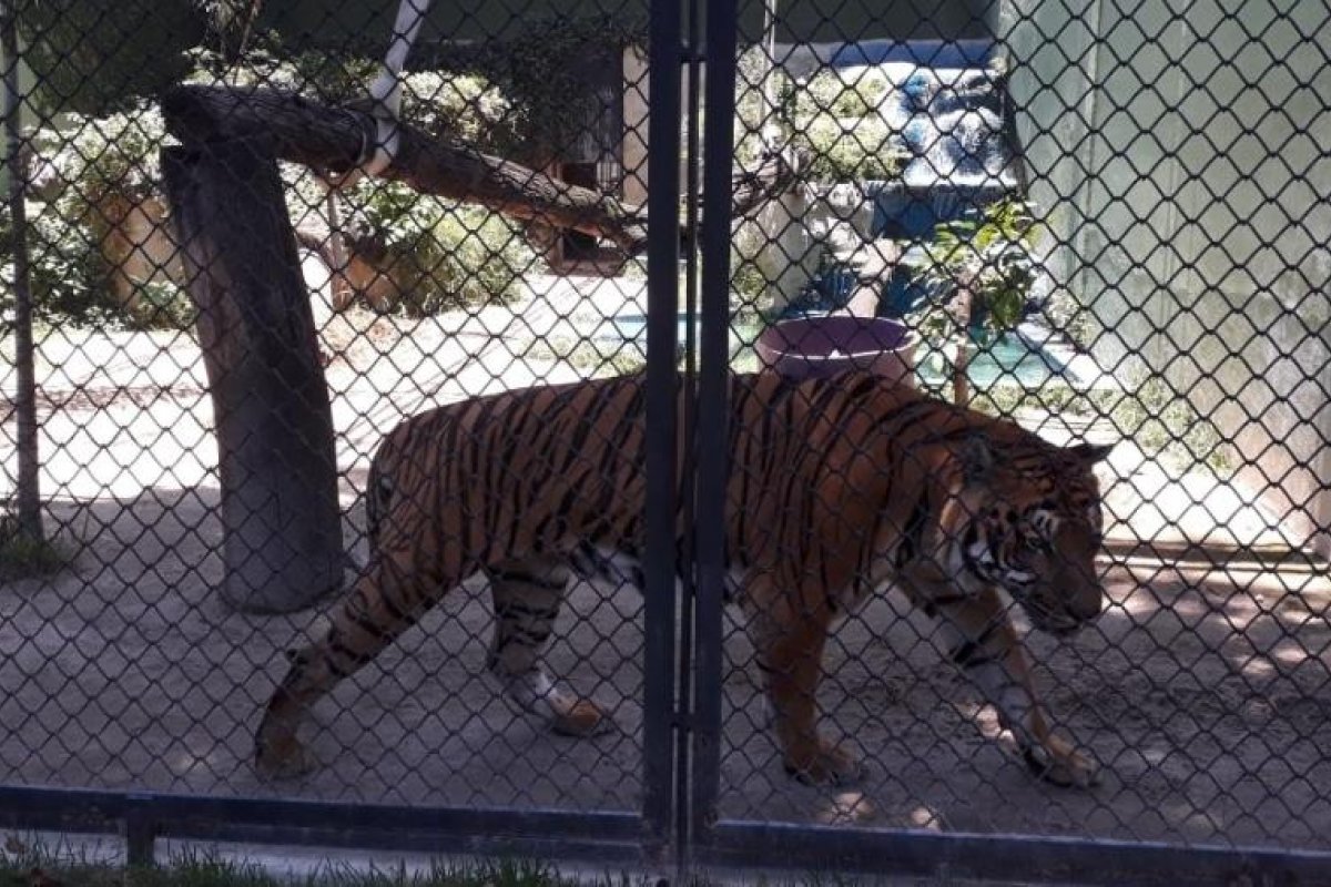 CPI do Zoológico do RJ irá investigar denúncias de maus-tratos e furtos