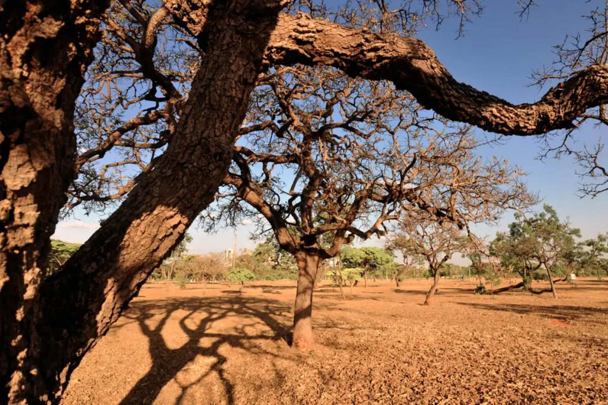 Ecoansiedade: 42% dos brasileiros sentem impactos das mudanças climáticas na saúde mental, diz pesquisa