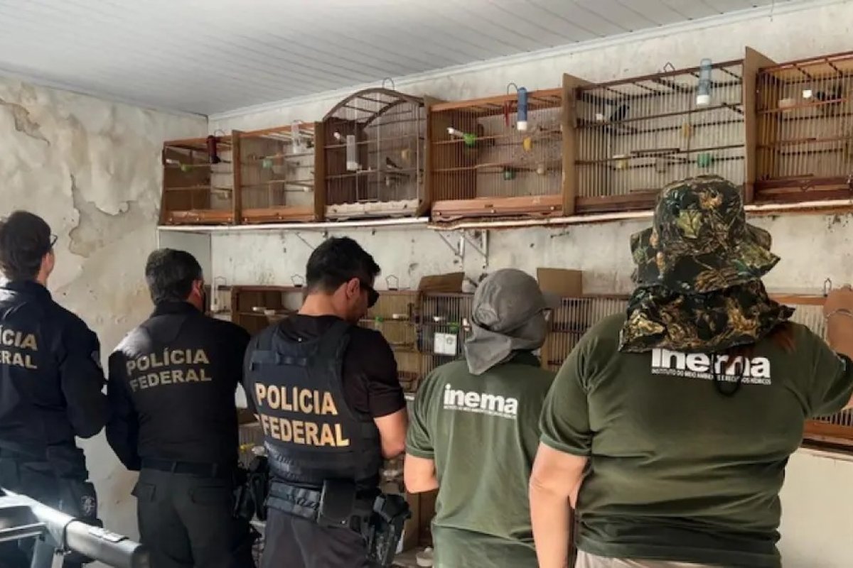 PF resgata mais de 30 aves silvestres em operação contra tráfico de animais em Salvador 