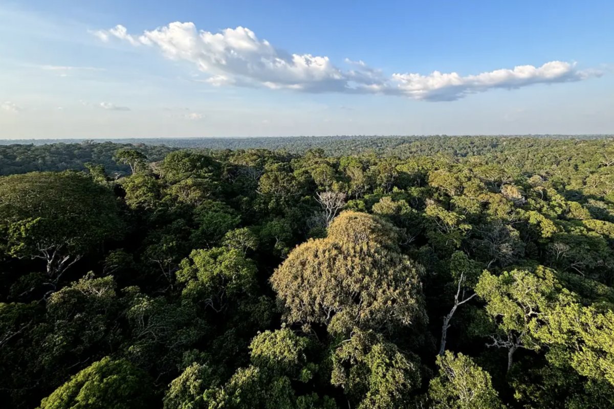 COP30 em Belém: data, objetivos e o que está em jogo nas negociações globais