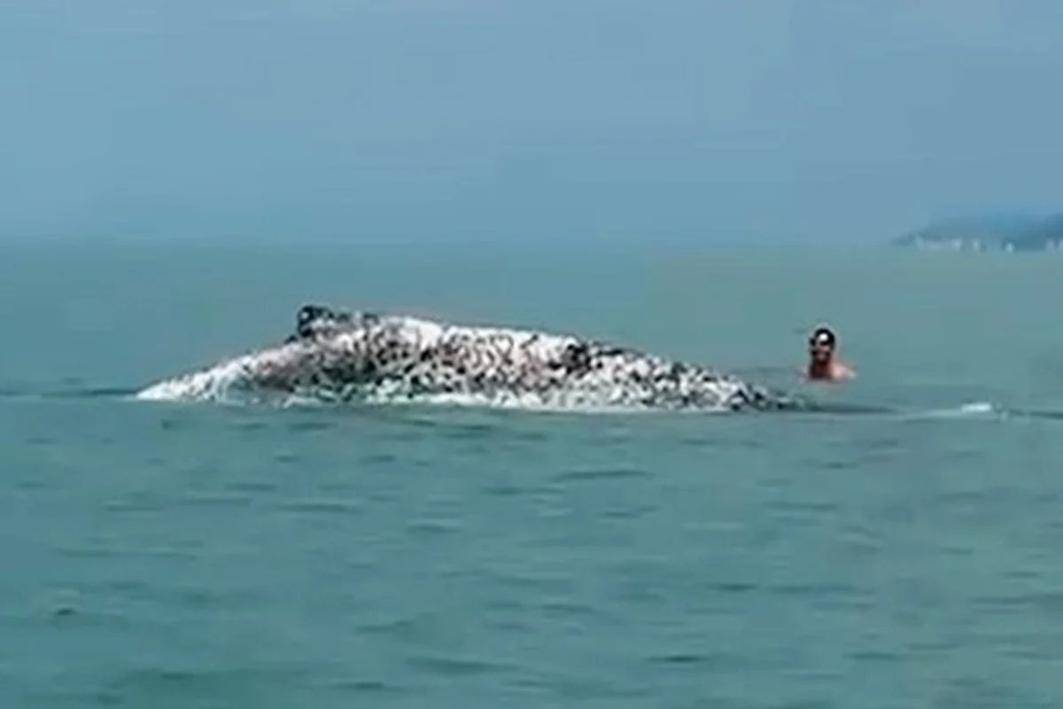 Ibama multa homens por interagir com baleia-jubarte debilitada no litoral de SP