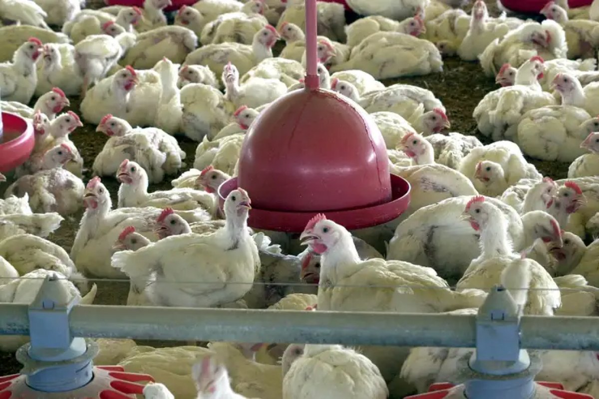 China suspende proibição de importação de frango imposta após gripe aviária no Brasil