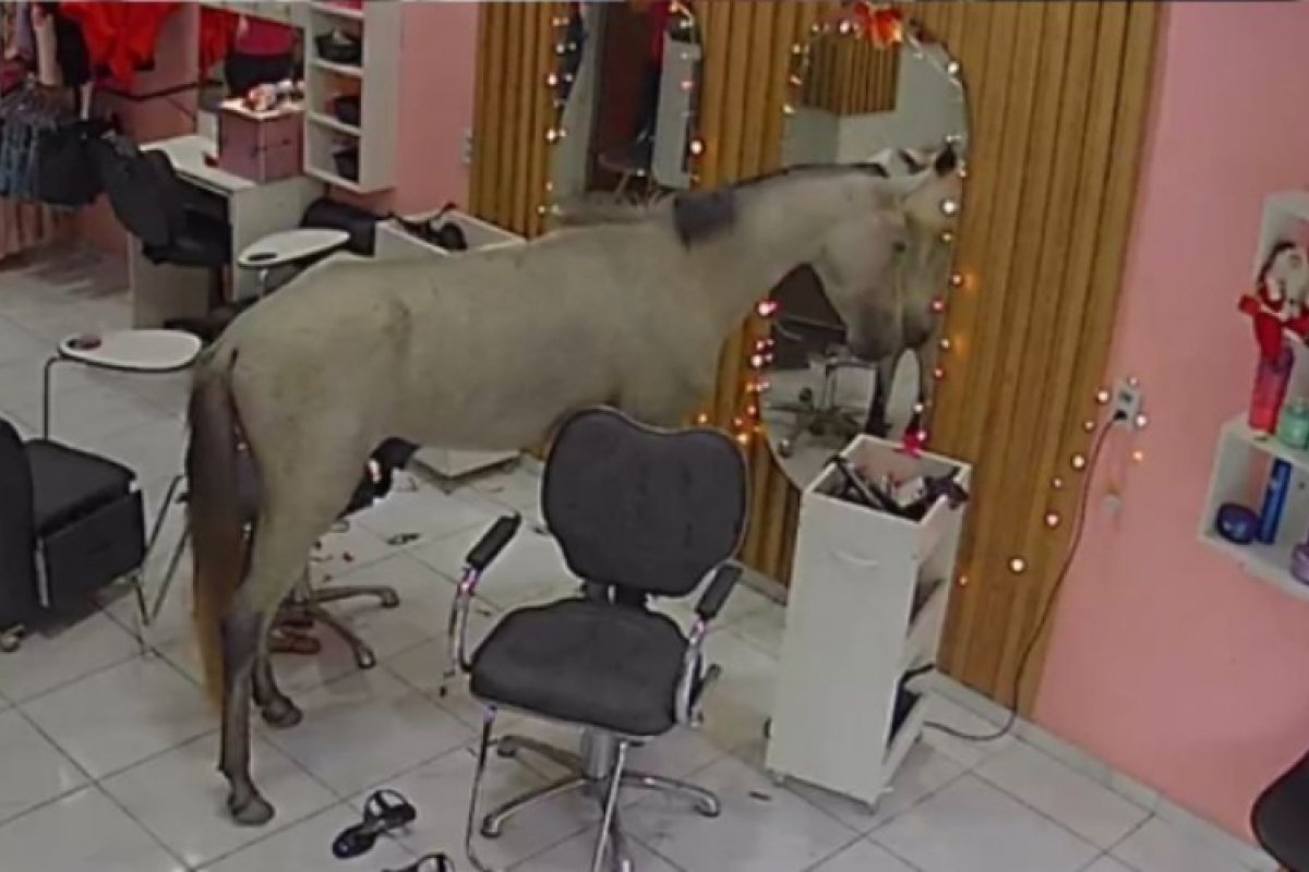 Vídeo: Cavalo invade salão de beleza em Teresina e se 'admira' no espelho 