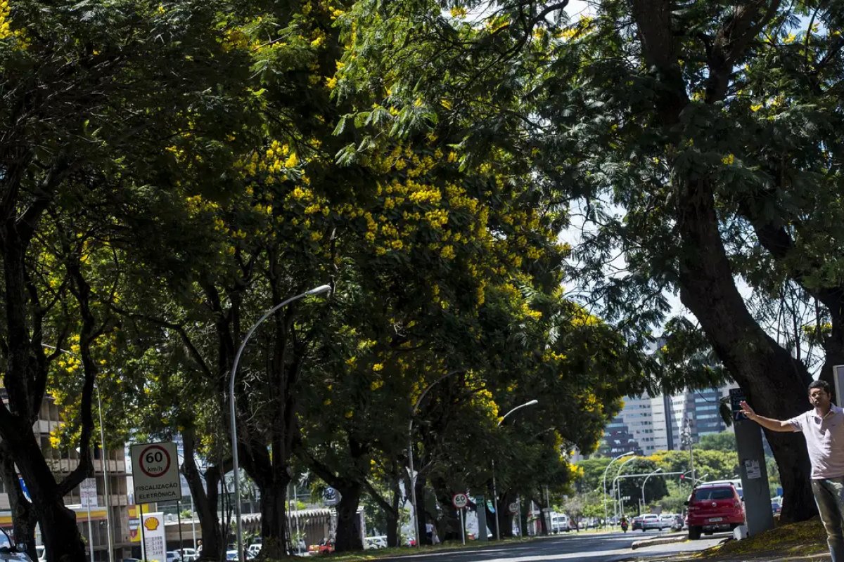 COP30: Brasil lança plano para aumentar arborização urbana