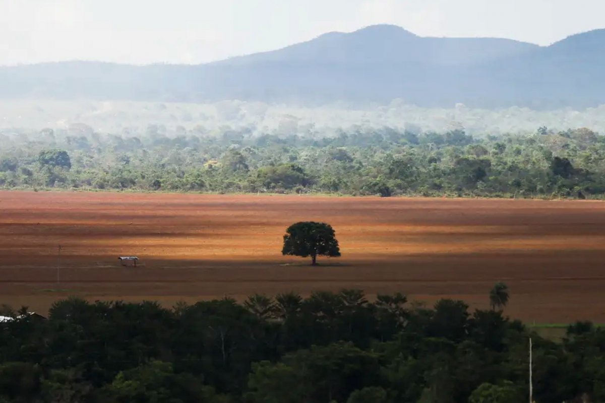 Maioria dos brasileiros pensa que meio ambiente pesará na eleição, diz pesquisa