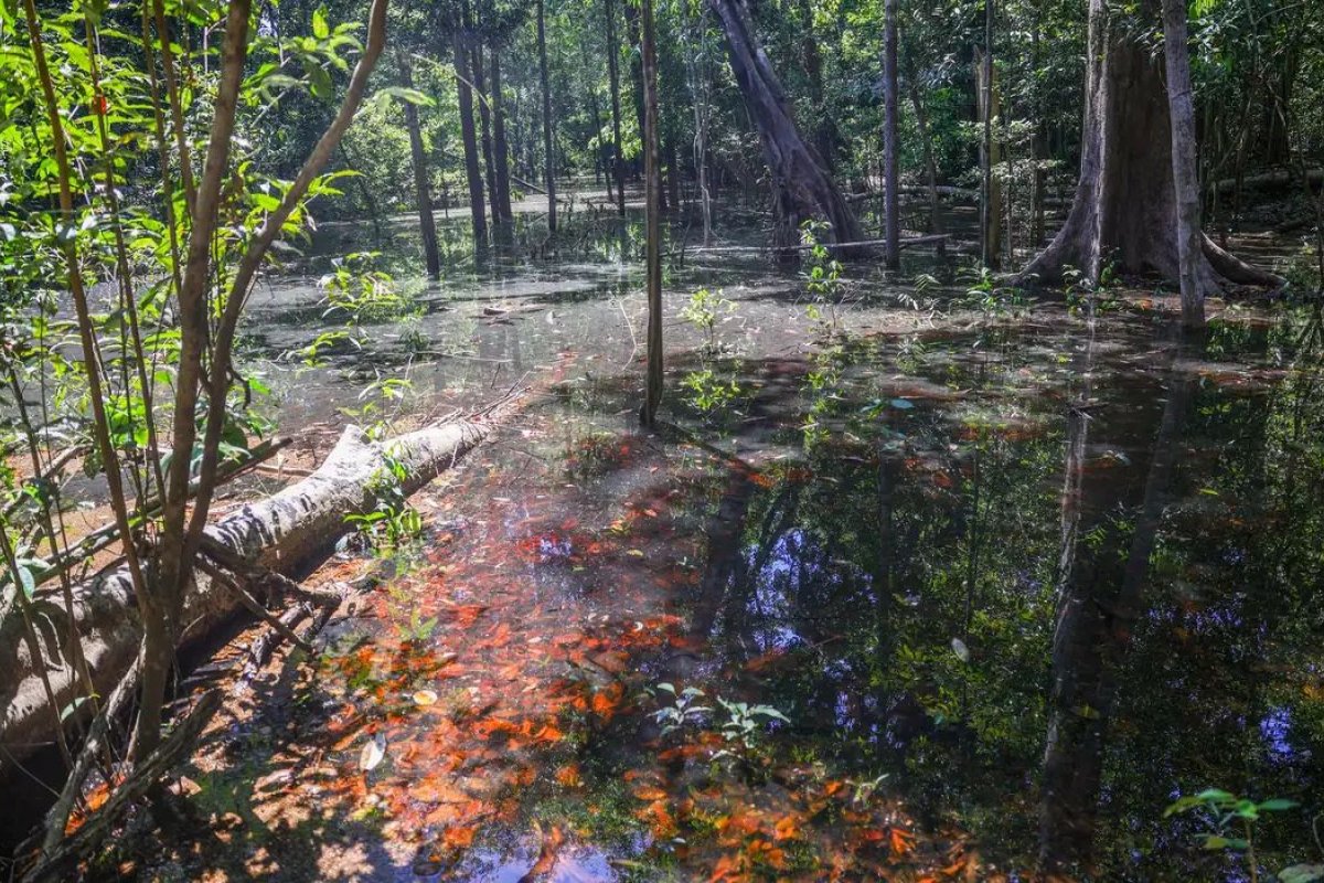 Pesquisadores identificam primeiras evidências de dinossauros na Amazônia