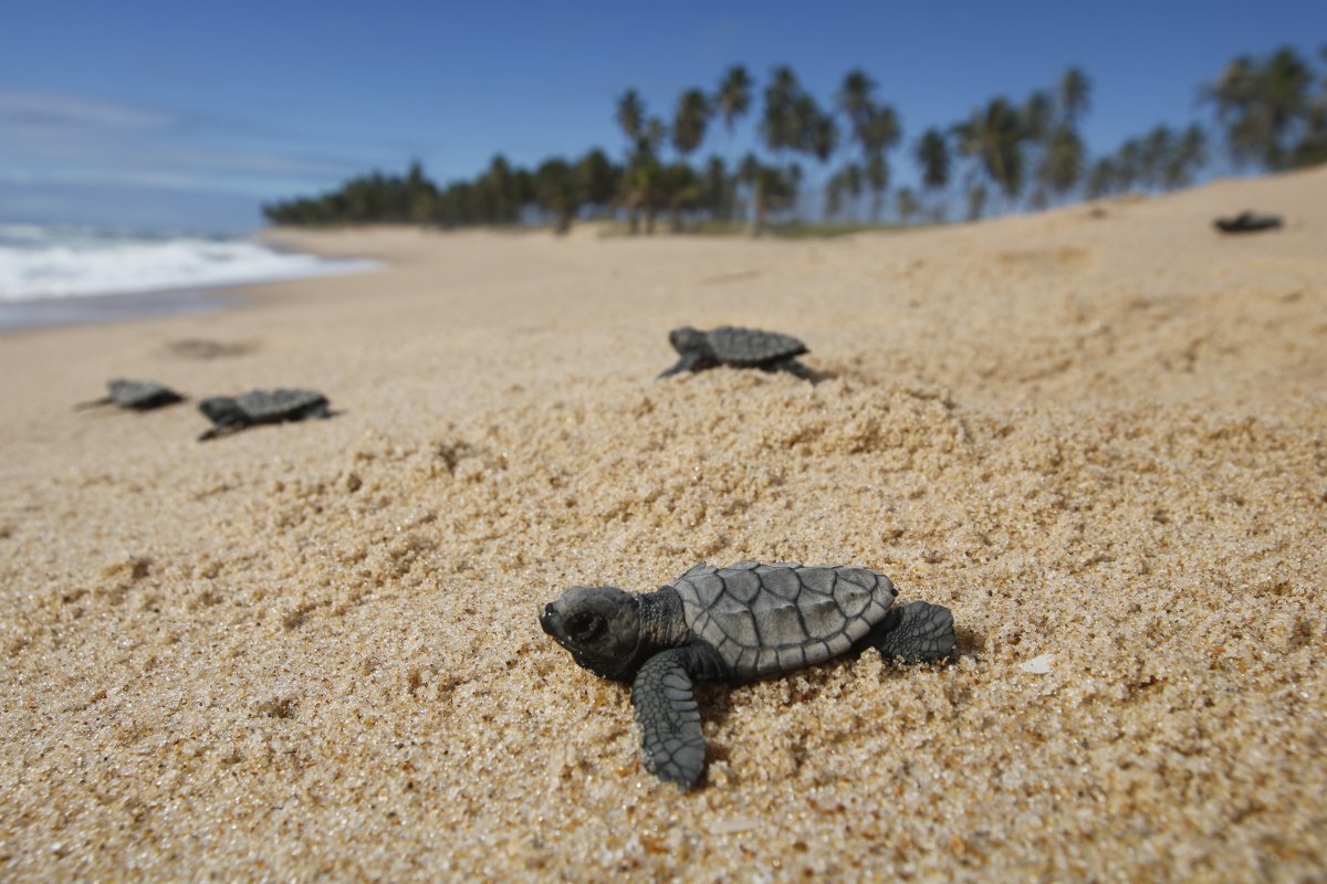Pesquisa analisa risco de morte por ingestão de plástico para animais marinhos