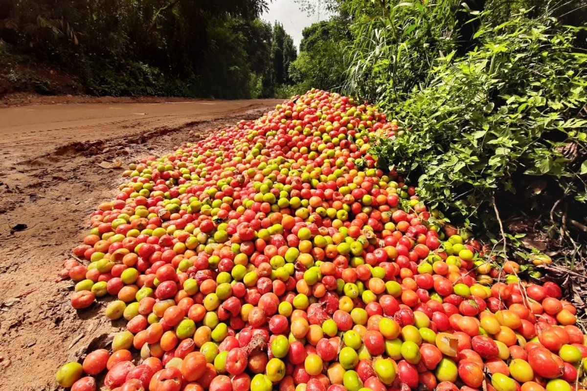 Toneladas de tomates são descartadas no interior de SP