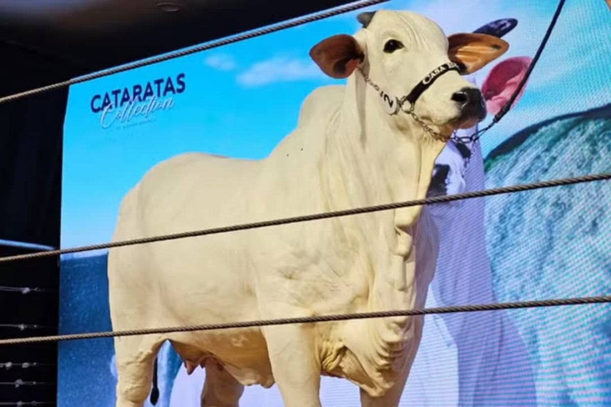 Cantor investe valor milionário e se torna um dos donos da vaca mais cara do mundo!