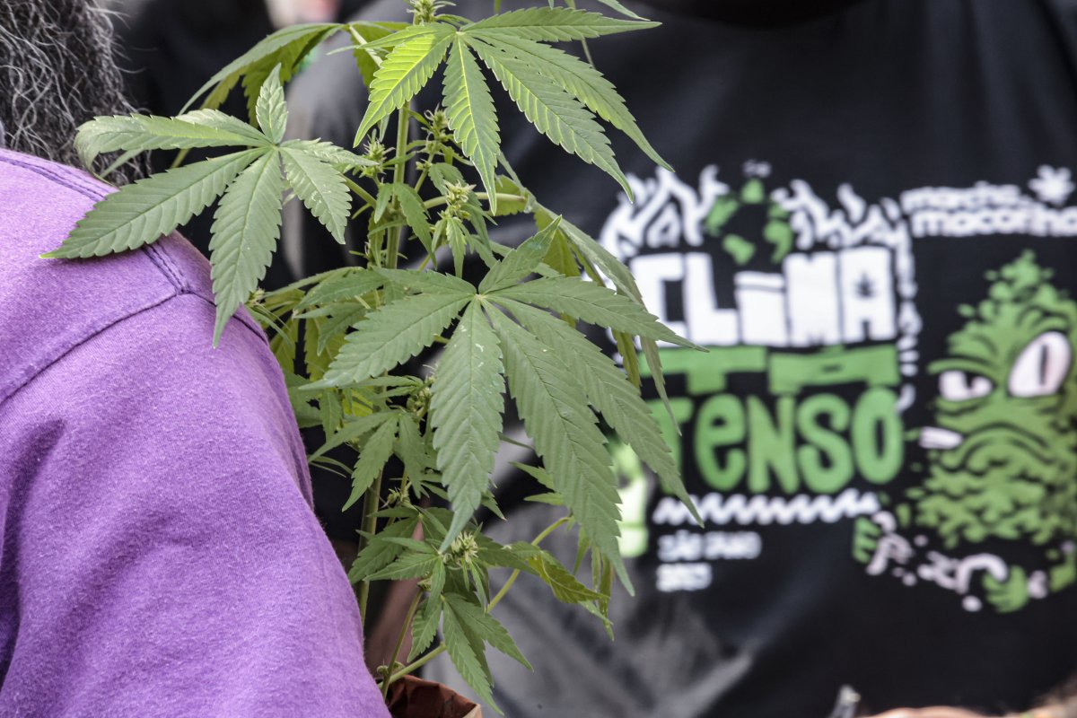 Anvisa autoriza Embrapa a pesquisar cultivo de cannabis medicinal