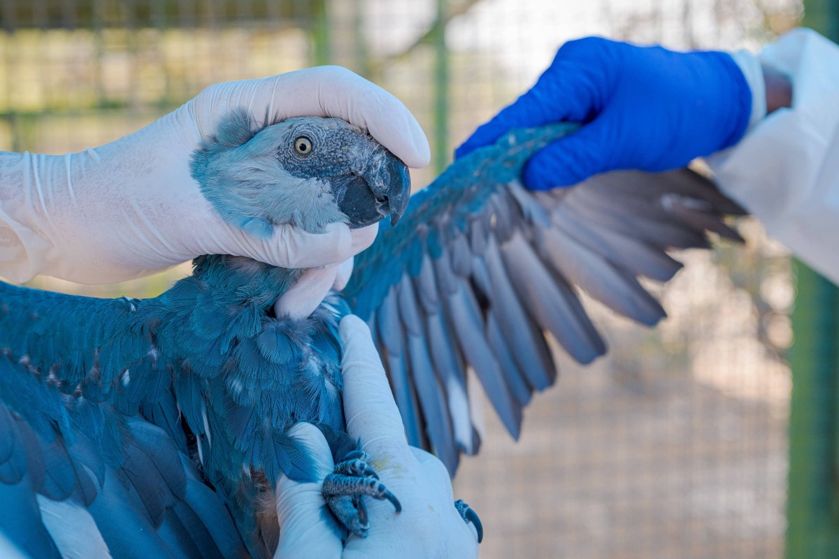 Ararinhas-azuis soltas por projeto que tenta salvar espécie estão infectadas com vírus letal, diz governo