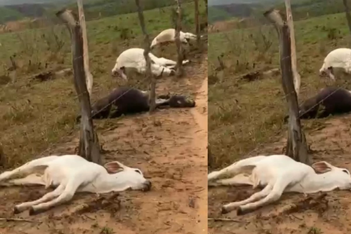 Vídeo: oito bovinos da raça nelore morrem após serem atingidos por raio na Bahia