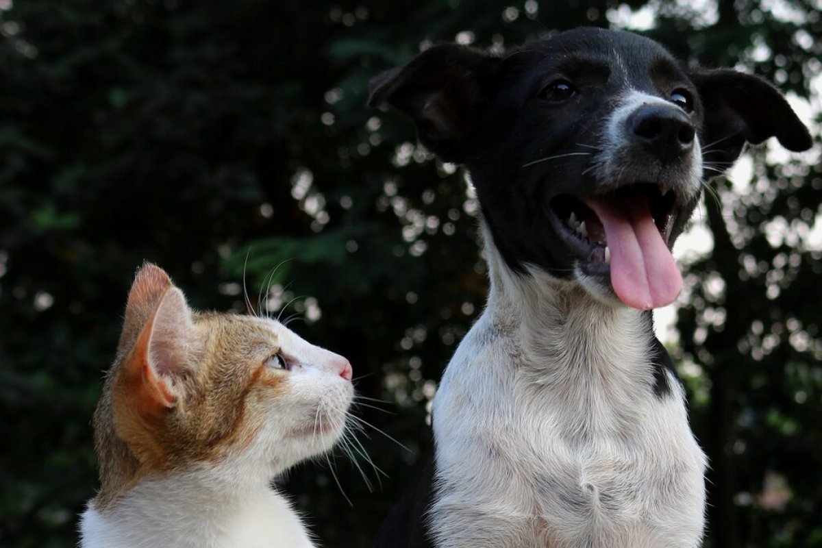 Prefeitura de Salvador sanciona lei que autoriza presença de animais comunitários em condomínios