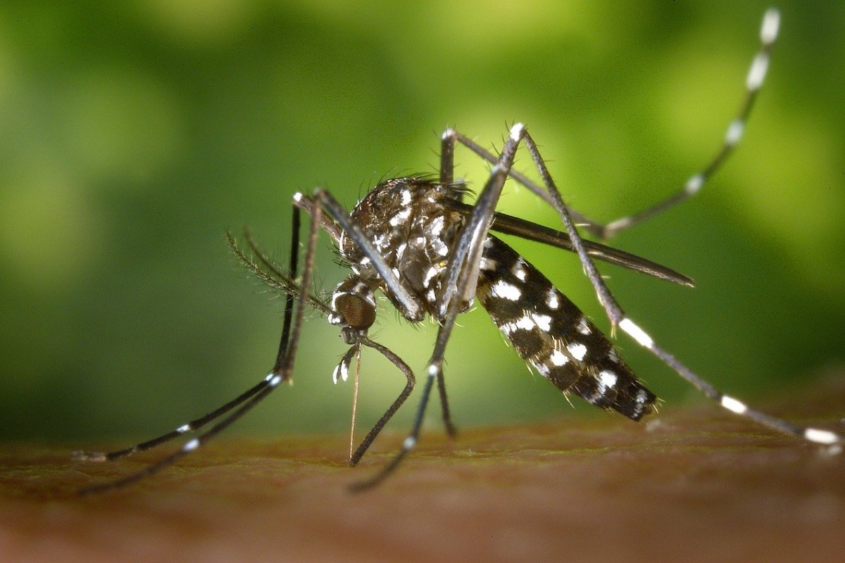 Paraná confirma 8.213 casos de dengue mais que a semana anterior
